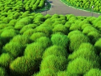 脳内に〝あの曲〟が流れてくる光景に4.6万人鼻歌　茨城で「スーモのようなもの」大量発生中
