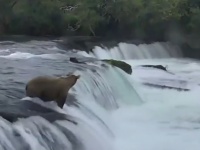 小グマが滝から落ちた！それを見ていた母グマのたくましい姿が話題に
