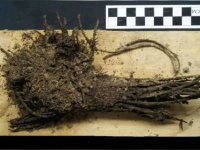 ティオティワカンのピラミッドで2000年前の花束が発見される。儀式で使用された可能性
