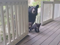 「子供たちに会ってやって！」適切な距離を保ちながら近所のクマーと付き合っていたら、自分の子供を紹介しにやってきた