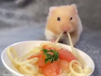 ハムスターのスパゲッティチャレンジ！上手に食べられるかな？
