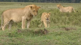 ど根性マングース。ライオン4匹に囲まれつつも果敢に立ち向いライオンをたじろがせる（アフリカ）