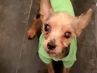 「これからいっぱい幸せになるのよ！」ネグレクトの末に保護された犬、生まれて初めて温かいお布団で眠る