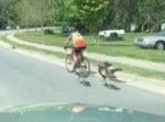 お互いに楽しそう！　七面鳥と自転車が競争しながら走る！