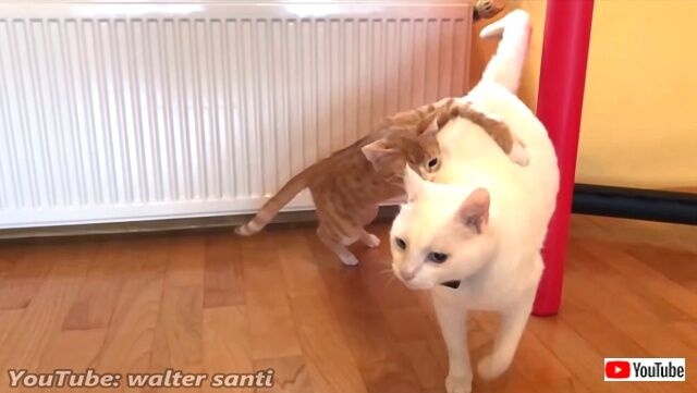 catndogncat4_640