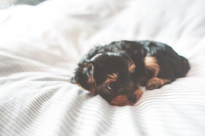 甘えて、ゴロゴロ。彼女と寝るとき、男性は「抱きしめられたい」or「抱きしめたい」？