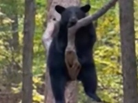 秋だもの。クマだって思索にふける。どうやら枝から降りられなくなったクマ、このあとすぐ。