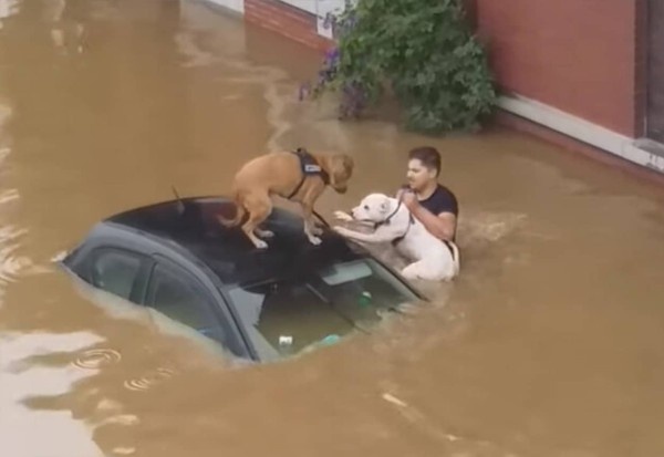 洪水の中2匹の犬を救出したベルギーの住民