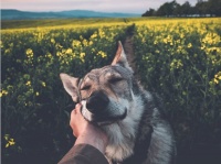 いとしい私の愛犬。ウルフドッグにそっと手を添え、美しい自然の風景を撮影し続けるカメラマン（チェコ）