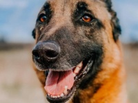 ピューマに襲われた飼い主を助けるため、命を懸けて戦った犬（アメリカ）
