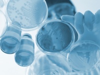 疫病根絶のため、自らの腕を数千匹の蚊に捧げた科学者（※蚊大量注意）