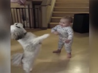 負けないバブー！お回りの芸をするワンコを一生懸命マネする赤ちゃんが可愛すぎる