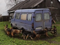 これどんな魔法？犬が増えていく不思議な車