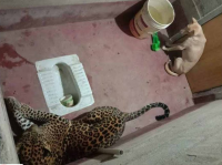 野生のヒョウに追いかけられた犬、トイレに逃げ込み長時間共に過ごすも無傷で生還