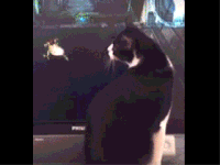 最強のラスボス現る！どんな攻撃すらものともしない猫