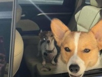 ドライブスルーをおとずれた動物たちの姿まとめ