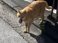 〝猫のイデア〟みたいな猫、激写される　「初めて見ました」「このタイミングで撮影できたの凄い！」