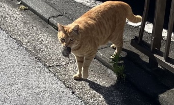 〝猫のイデア〟みたいな猫、激写される　「初めて見ました」「このタイミングで撮影できたの凄い！」