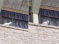 こんなもの、こうしてくれる！鳥よけスパイクを剥がしまくる暴挙に出たオウム（オーストラリア）
