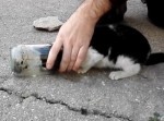 ガラス瓶に頭がはまって抜けない子猫、意外なレスキュー方法とは？