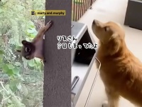 大好きなリスの訪問を毎日待ち続ける犬、お気に入りのおもちゃでおもてなし