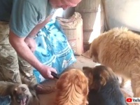 「さあ、ご飯を持ってきたよ！」ロックダウン中の世界各地で、動物たちにエサを届ける人々がいた