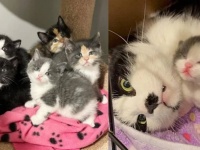 路上でさまよっていた妊婦猫がハッピーな第2のチャンスを与えられるまでの物語