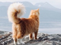 巨大でモフモフ。リスのような尻尾を持ち、犬のような性格を持った猫（ノルウェー）