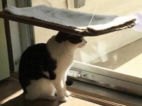 げせない。だがそれが猫という生き物。人間には理解不能な猫ロジックを確認してみよう