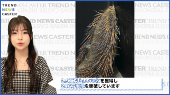 竹島水族館「たぶんまだ日本名がついていない、オゾマシイやつ」が話題