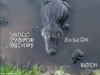 どちらがゲットするか？ワニと亀の食べ物争奪戦