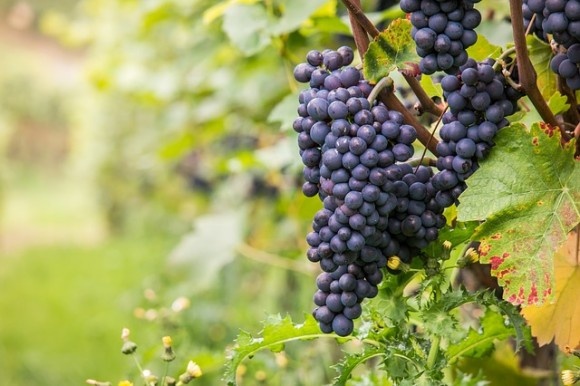 wine-980218_640_e
