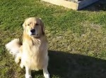 帰宅を待っていた愛犬の反応が、パパとママで違いすぎてパパ悲しいw
