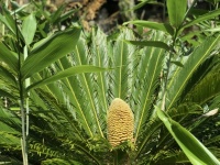 温暖化の影響で植物が長い眠りから目覚める。イギリスで6000万年ぶりにソテツの雄花と雌花が開花(イギリス)