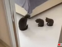 顔はこうやって洗うんだよ！母猫の毛づくろいを見よう見まねする2匹の子猫