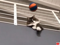 驚異のキャッチ率。ゴールキーパーとして高い能力を発揮する猫（イタリア）