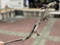 徳島駅前で〝伝説の生物〟を発見！？　激写された姿に8.6万人大興奮「すご」「吉兆では？」