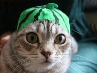 暗闇でも見える、猫の目の秘密にズームイン！