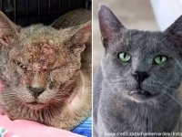 引っ越しの時に置き去りにされた猫、ボロボロになりながら生きのび2年後に新たな家族のもとへ