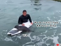 人懐っこい孤児のアザラシがサーフィンに夢中。ボードを見ると乗りに来る