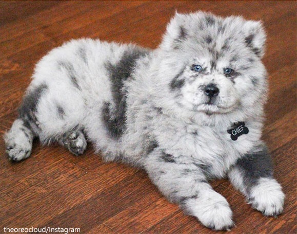 マクドナルドで見たことあるやつ！オレオマックフルーリーみたいな柄のチャウチャウ犬（アメリカ）