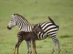 こんなの見たことない。水玉模様のシマウマが発見される。