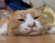 気持ちよすぎてとろけちゃう～！至福のひと時を過ごすネコちゃんの動画に2.1万いいね！
