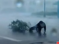 アメリカを震撼させているハリケーン「イアン」、レポーターに木が直撃する中、無謀にも海で泳ぐ人の姿も