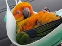 ゆらゆらハンモックでうっとろりん！ドライブ中、気持ちよさそうにお昼寝タイムを迎えるインコ