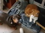 遊びたい犬と眠い猫のせめぎ合い。必死に誘う犬のアピールがかわいい…！
