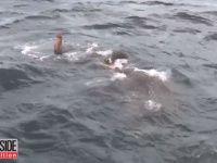 ゾウが沖合に流され・・・12時間に及ぶ救出劇【映像】