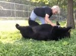 もっとやって〜♪ ブラッシングされている子グマがとても心地良さそう。