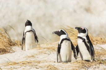 オス同士のペンギンカップル、メス同士のカップルから巣ごと卵を盗む（オランダ）