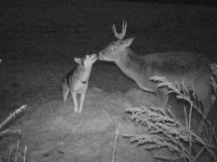 ハスキー犬と鹿が深夜に密会していた件(カナダ)